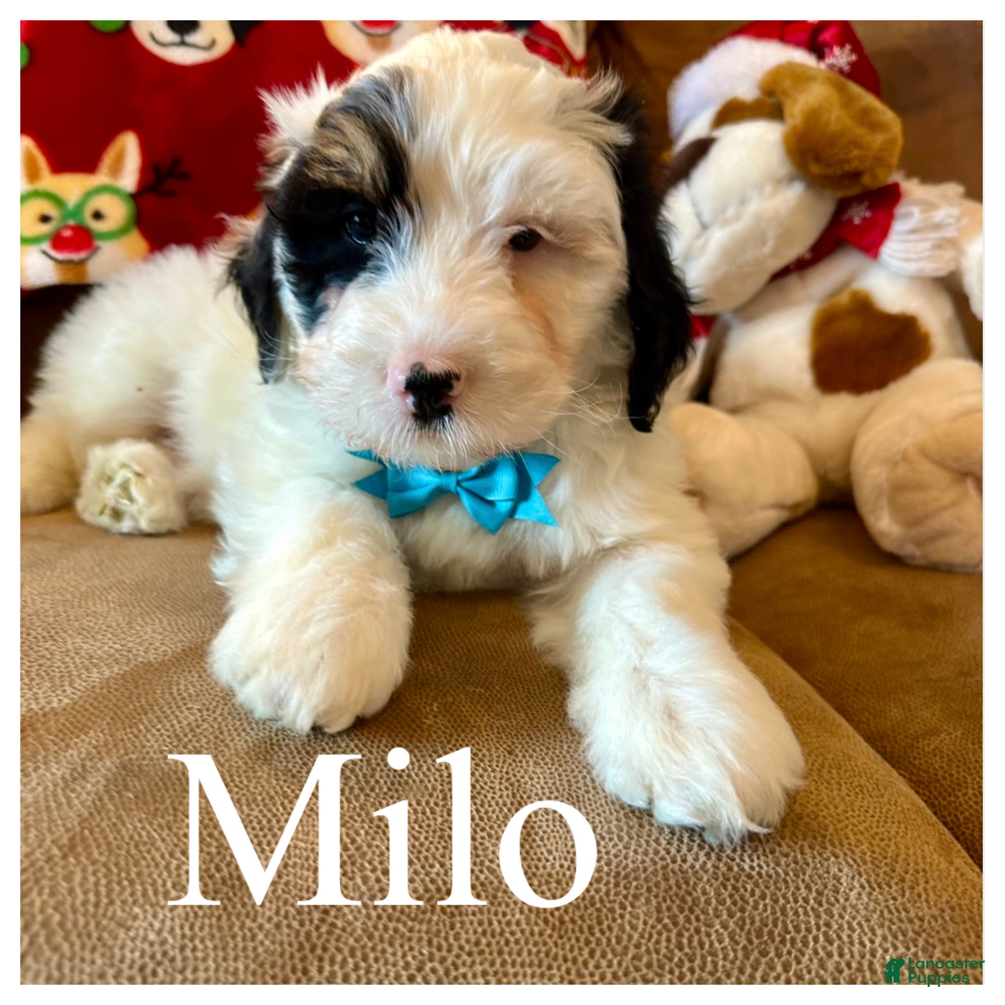 Mini Bernedoodle dogs Milo - Ad 26
