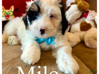 Mini Bernedoodle dogs Milo - Ad 26