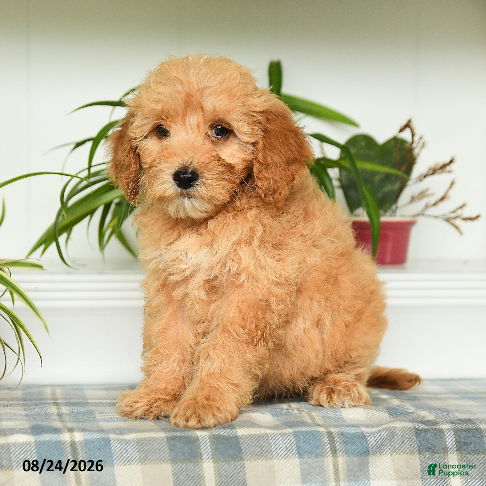Mini Goldendoodle dogs Taylor - Ad 1