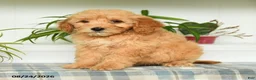 Mini Goldendoodle dogs for sale: Taylor - Ad 1