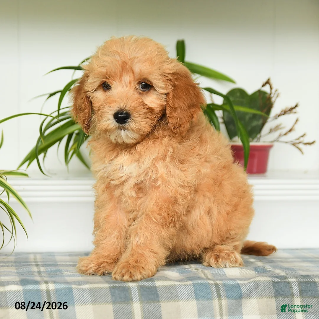 Mini Goldendoodle dogs for sale: Taylor - Ad 1