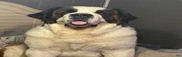 Saint Bernard dogs for sale: Bo - Ad 11