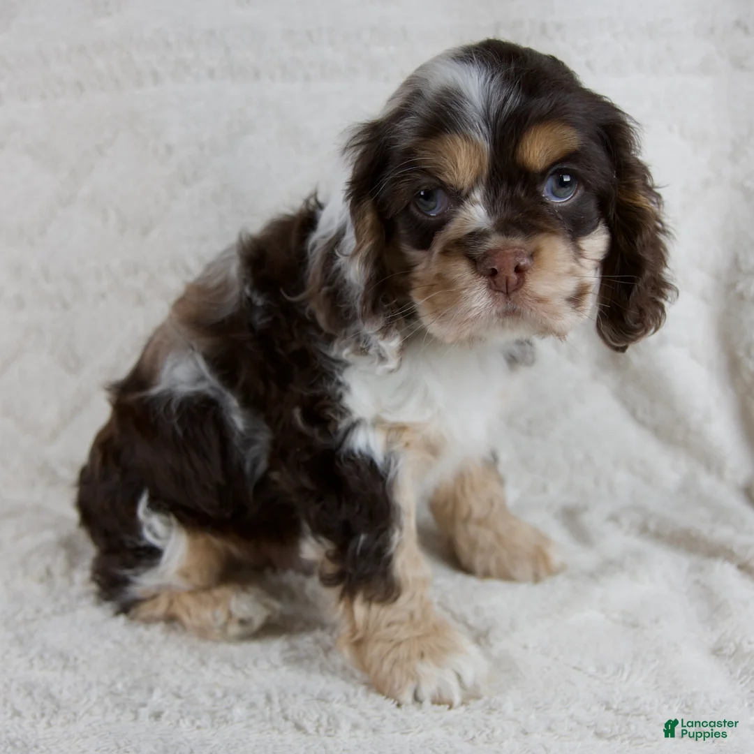 Cocker Spaniel dogs for sale: Archie - Ad 1