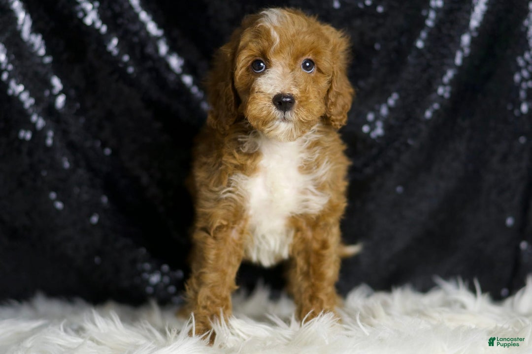 Mini Goldendoodle dogs for sale: Flashy - Ad 4