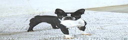 Boston Terrier dogs for sale: Emily - Ad 7