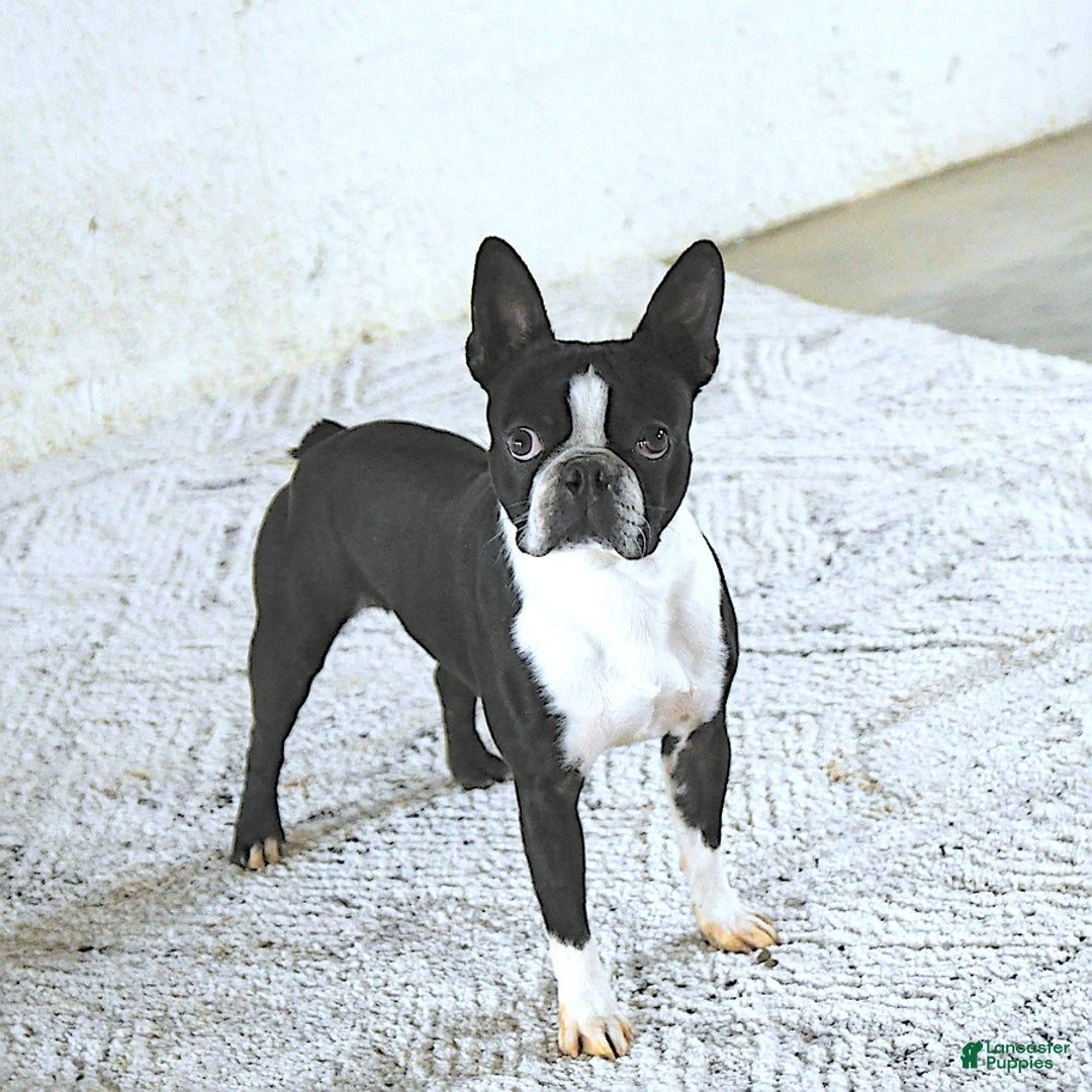 Boston Terrier dogs for sale: Emily - Ad 7