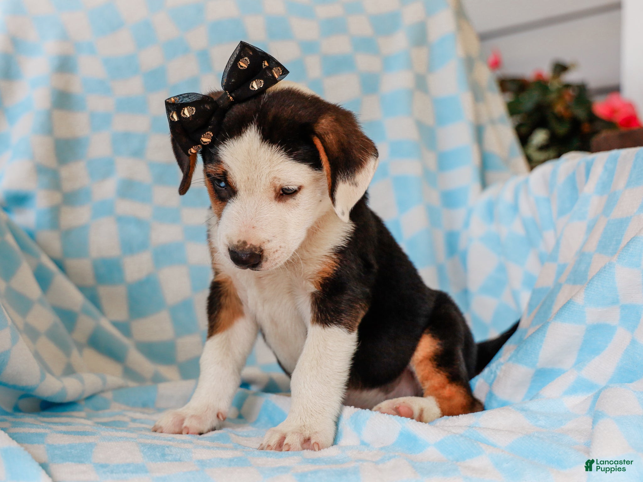 Mixed Breed dogs Anders Beagle Mix Puppy - Ad 1