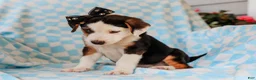 Mixed Breed dogs for sale: Anders Beagle Mix Puppy - Ad 1
