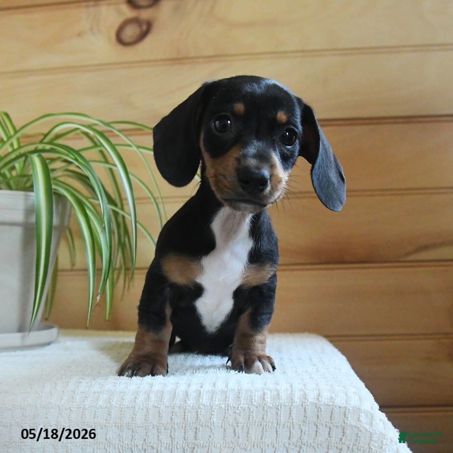 Miniature Dachshund dogs Sheila - Ad 2