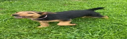 Airedale Terrier dogs for sale: AKC Zelle - Ad 3