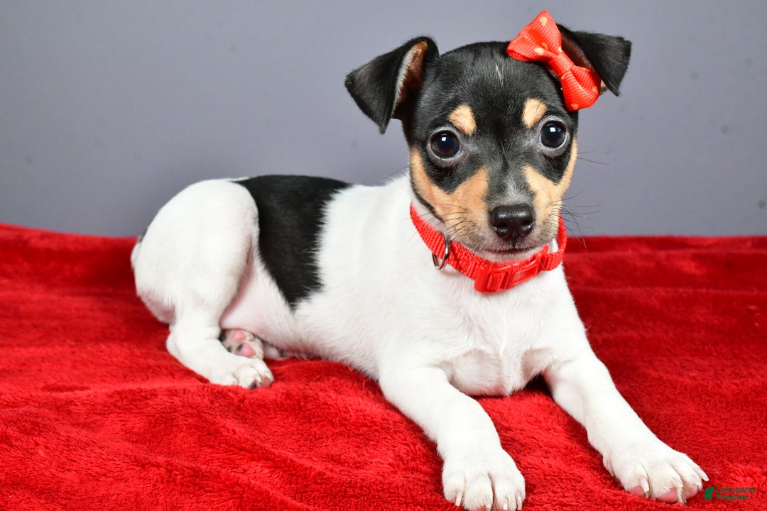 Toy Fox Terrier dogs for sale: Lucky - Ad 3