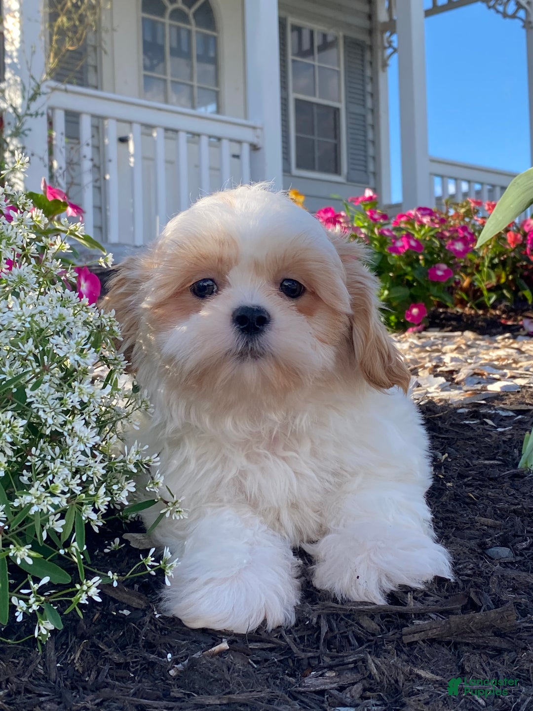 Shih Tzu dogs for sale: Skittles  - Ad 4