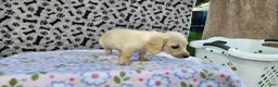 Miniature Dachshund dogs for sale: Bubbles - Ad 5