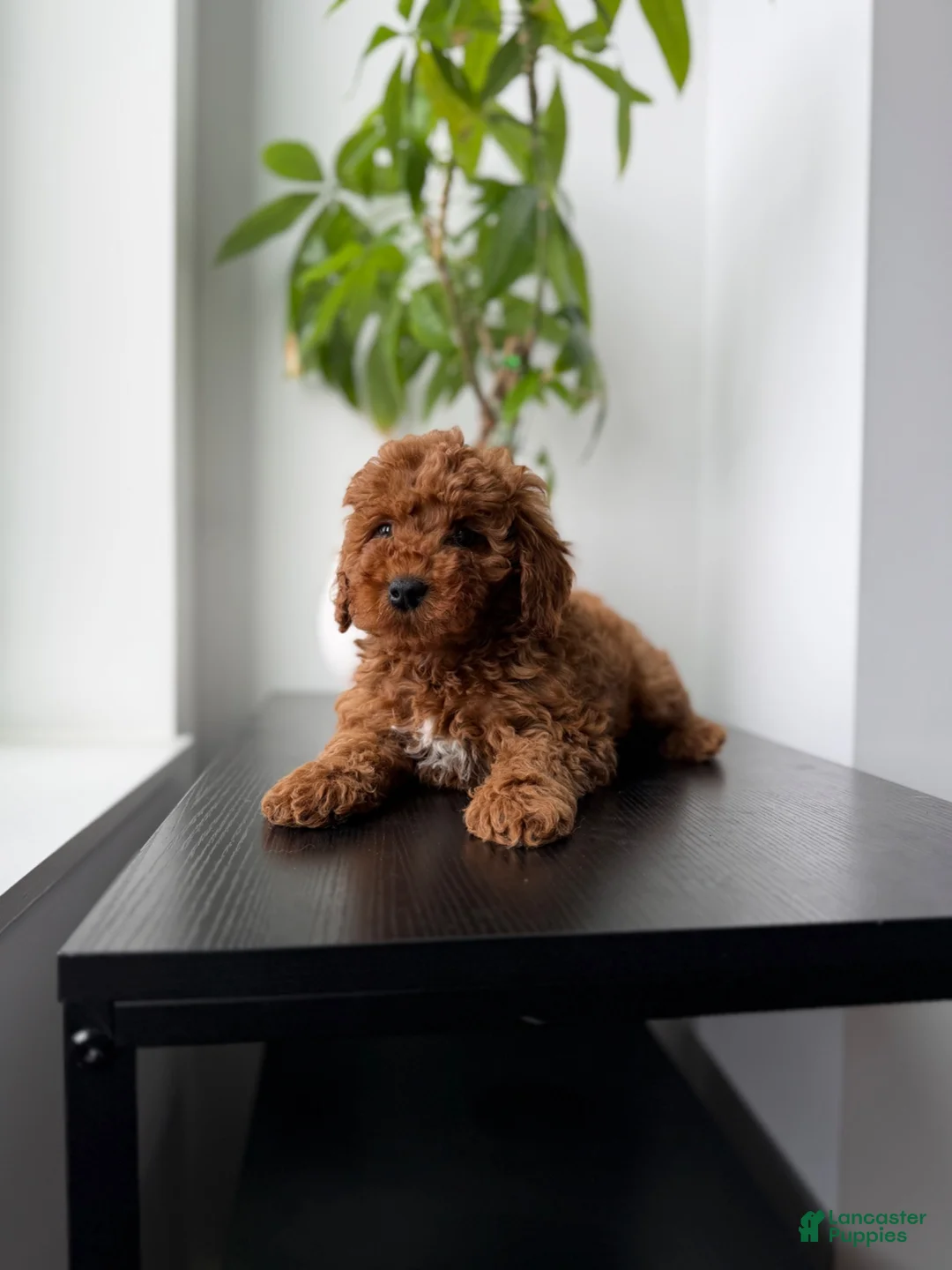 Miniature Poodle dogs for sale: Yogi - Ad 2