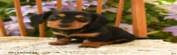 Miniature Dachshund dogs for sale: Archie - Ad 4