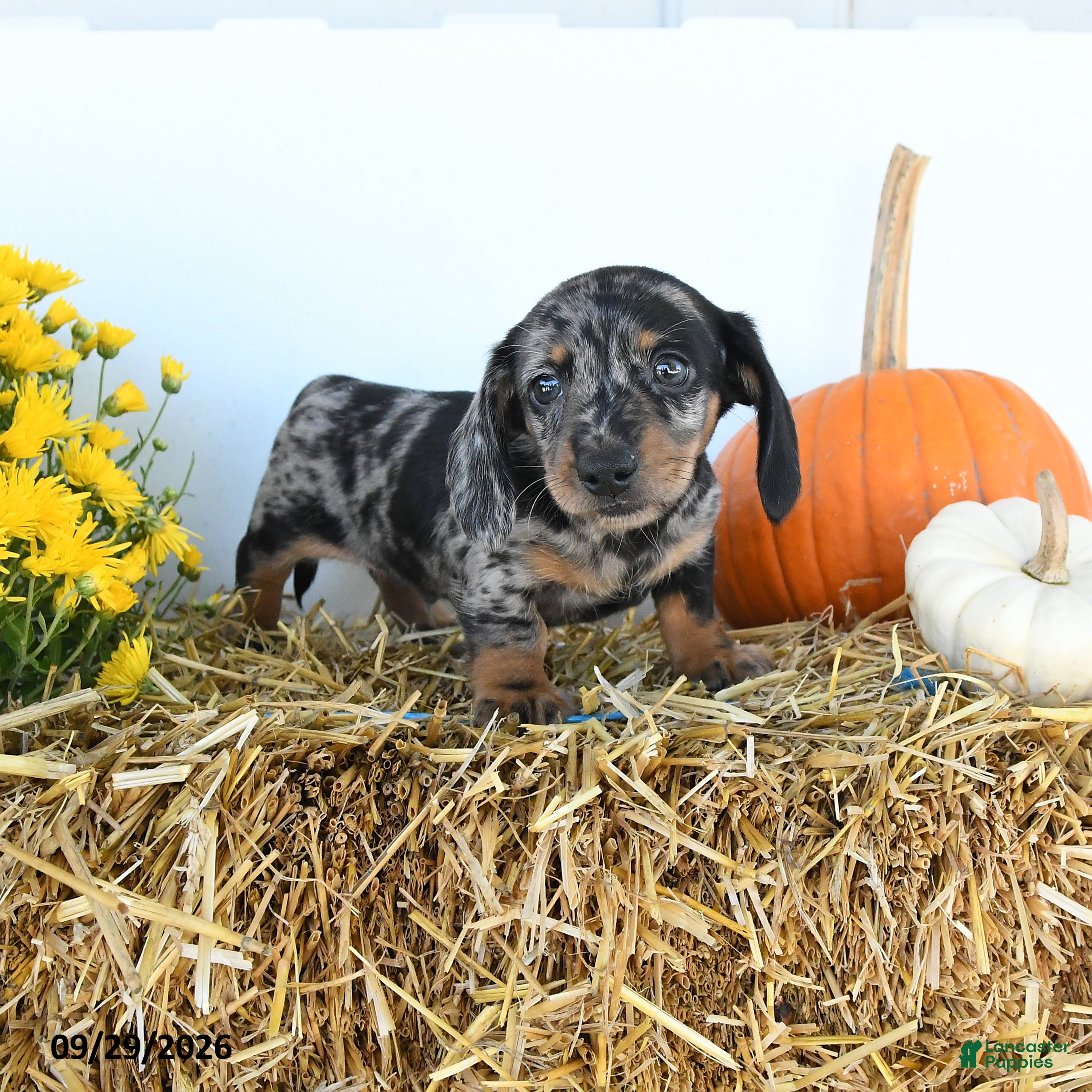 Miniature Dachshund dogs Charles - Ad 1