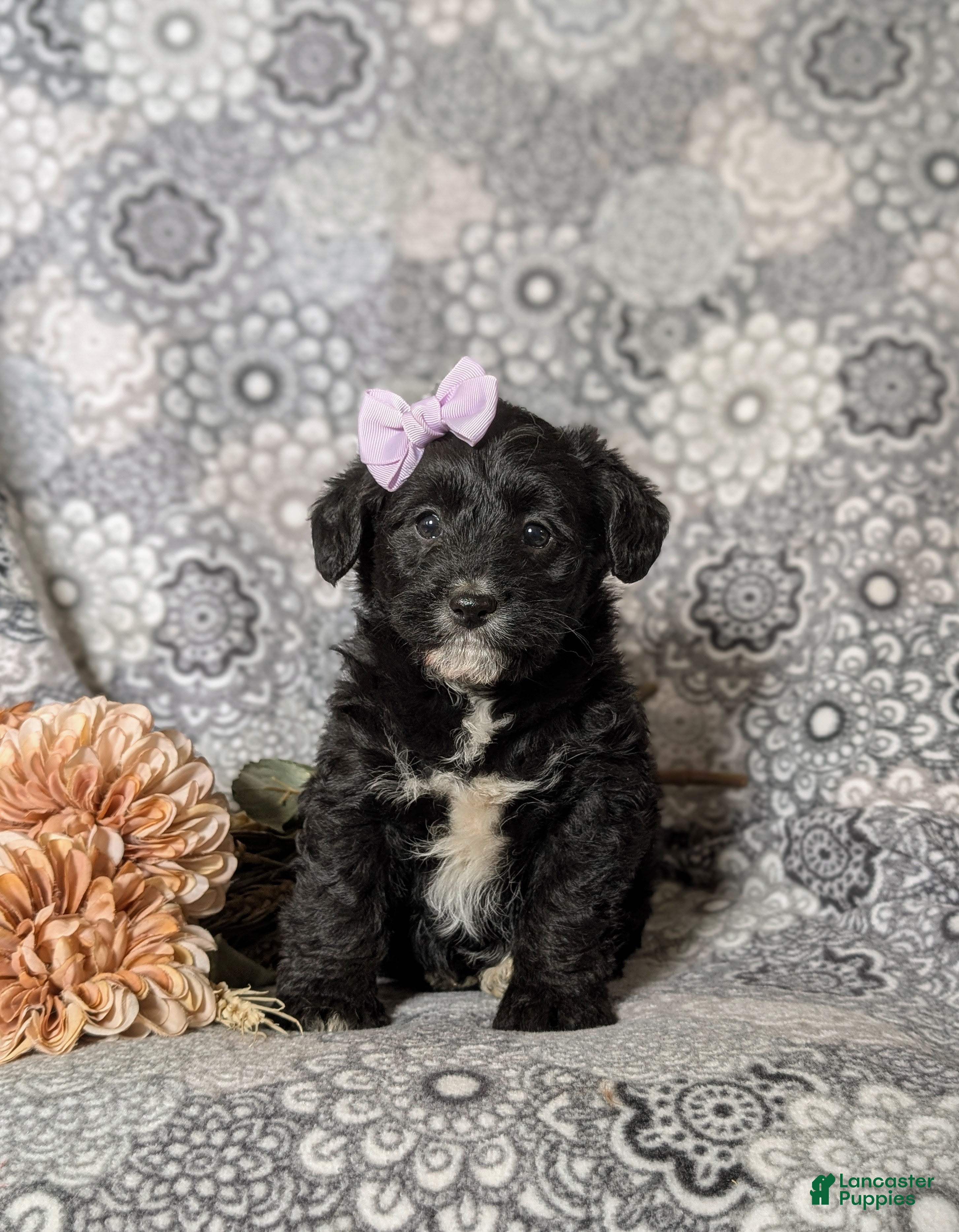 Corgipoo dogs Joceline - Ad 2