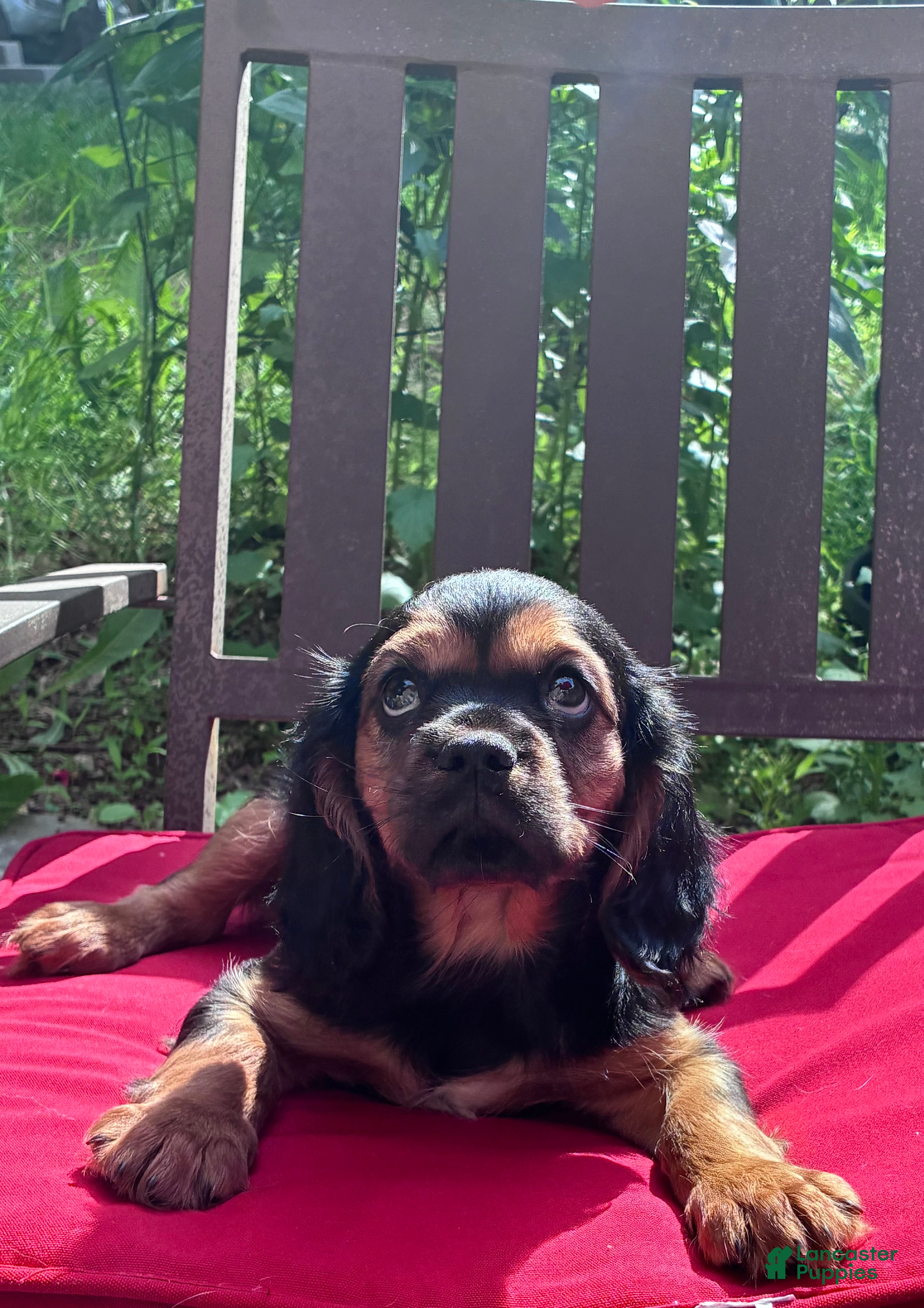 Cavalier King Charles Spaniel dogs Cavalier King Charles Spaniel Puppy 1 - Ad 2