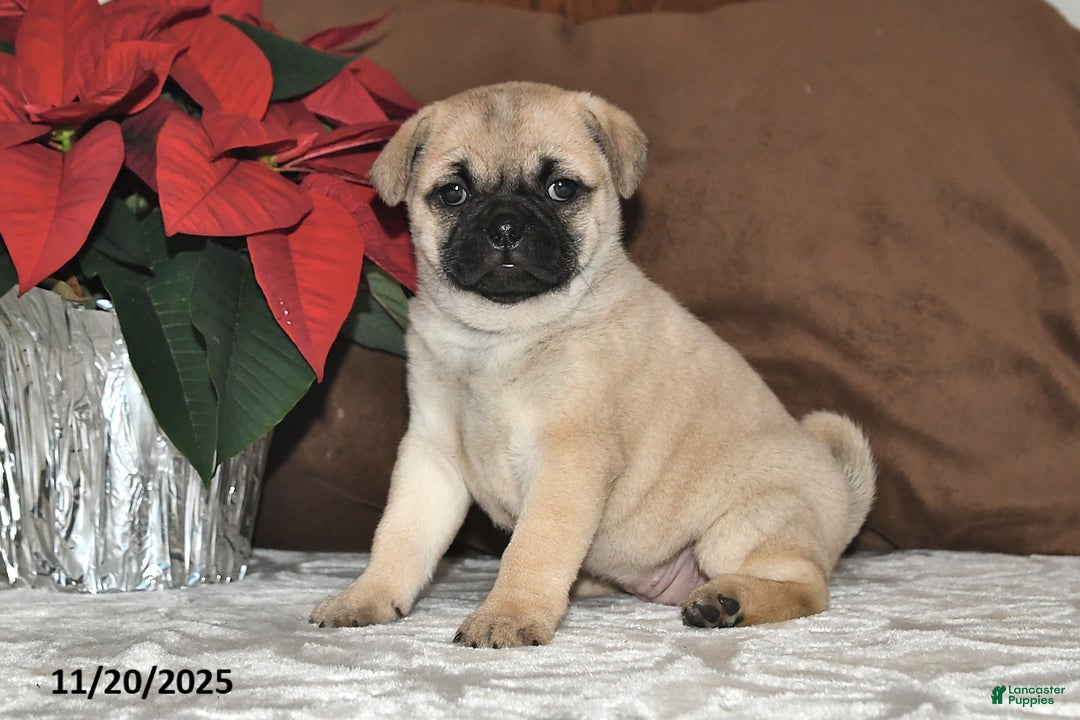 Mixed Breed dogs for sale: Beauty - Ad 10