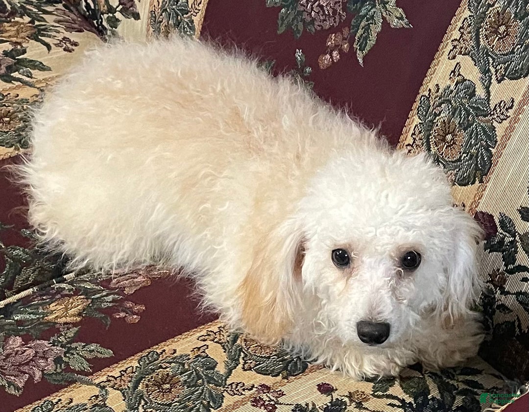 Toy Poodle dogs for sale: Leon - Ad 6