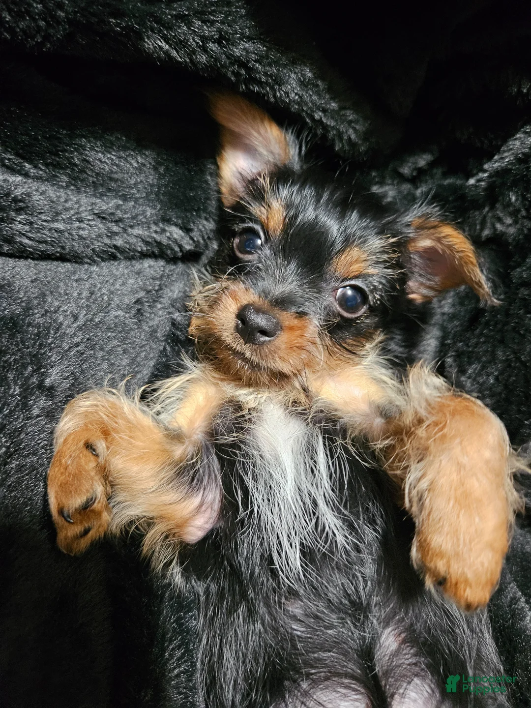 Yorkshire Terrier dogs for sale: Yorkshire Terrier Puppy 1 - Ad 1