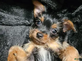 Yorkshire Terrier dogs for sale: Yorkshire Terrier Puppy 1 - Ad 2