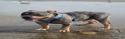 American Bully dogs for sale: American Bully 2 - Ad 2