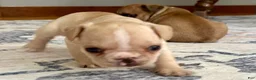 French Bulldog dogs for sale: French Bulldog Truffle  - Ad 3