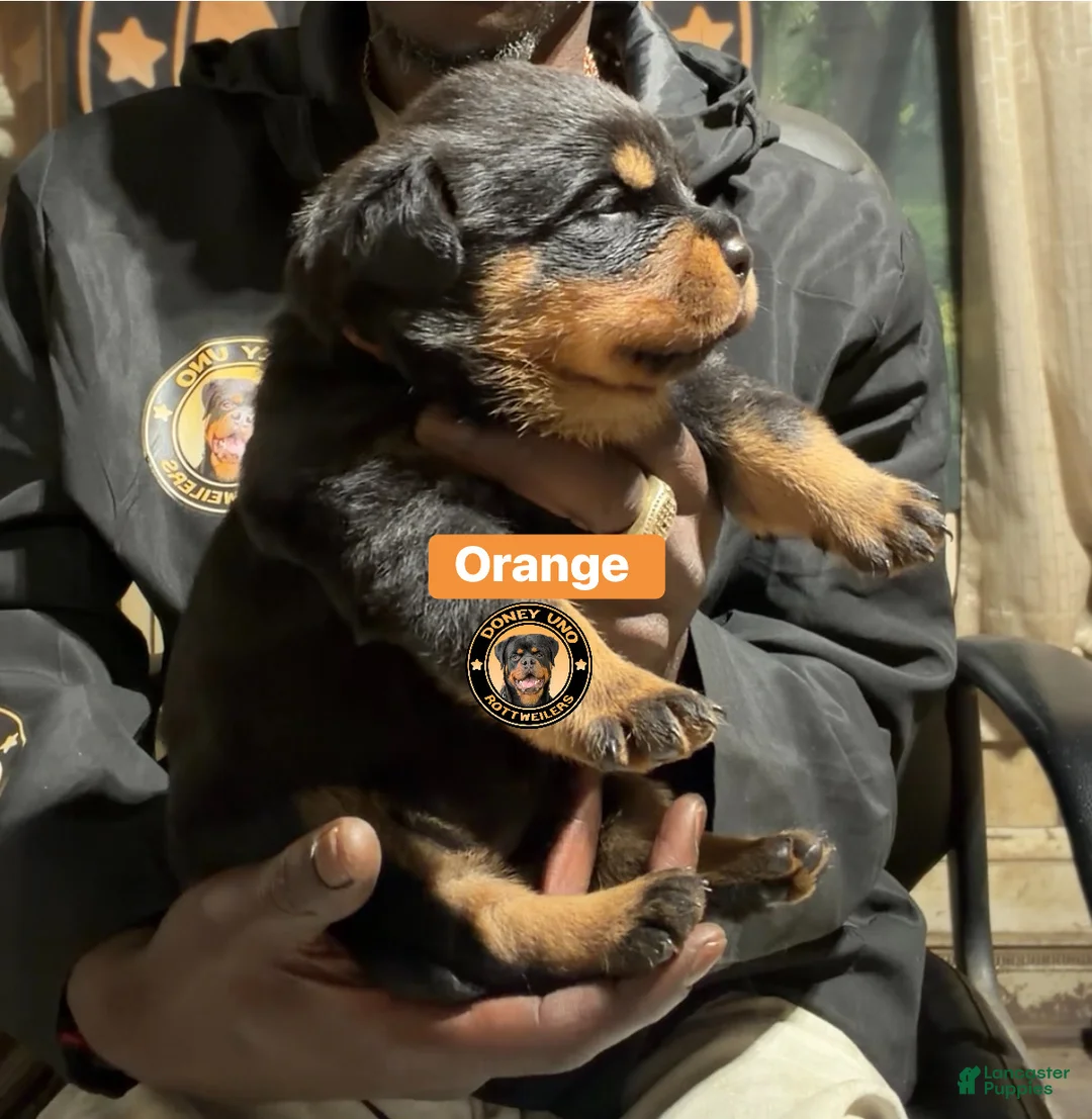 Rottweiler dogs for sale: Rottweiler 3 - Ad 1