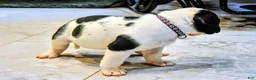 Presa Canario dogs for sale: Mr Purple  - Ad 4