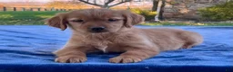 Golden Retriever dogs for sale: Nadia - Ad 1
