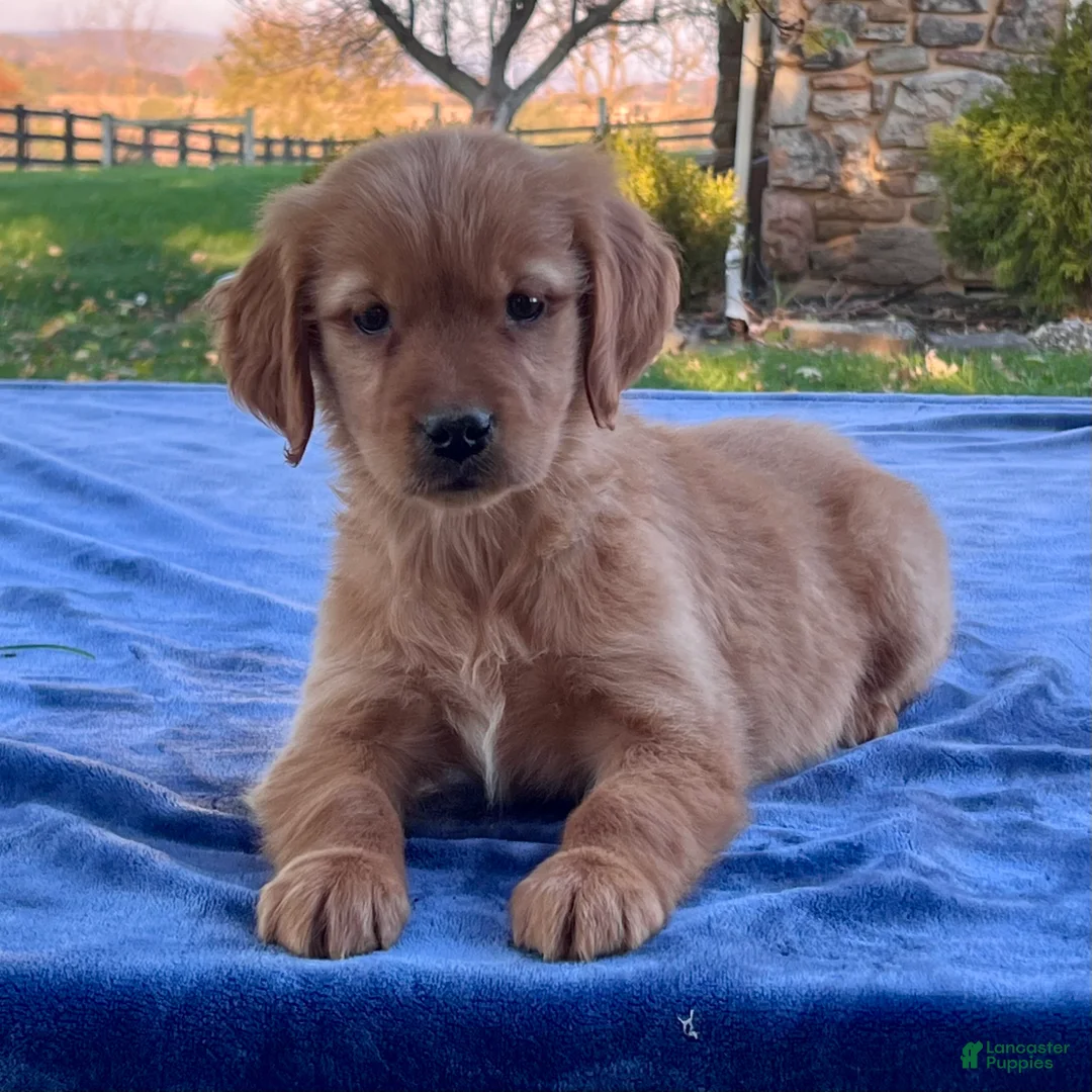 Golden Retriever dogs for sale: Nadia - Ad 1