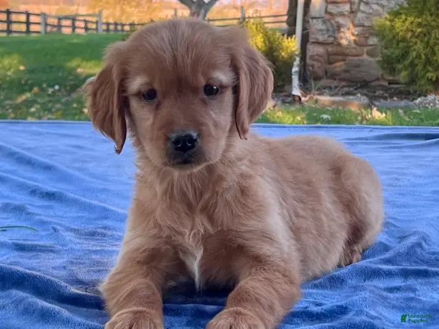 Golden Retriever dogs for sale: Nadia - Ad 1