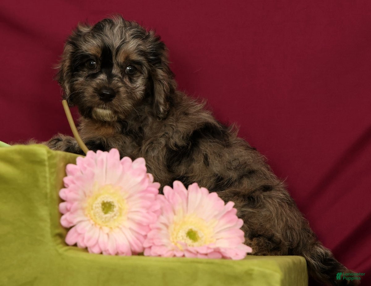 Cavapoo dogs Sage - Ad 2