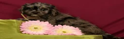 Cavapoo dogs for sale: Sage - Ad 2