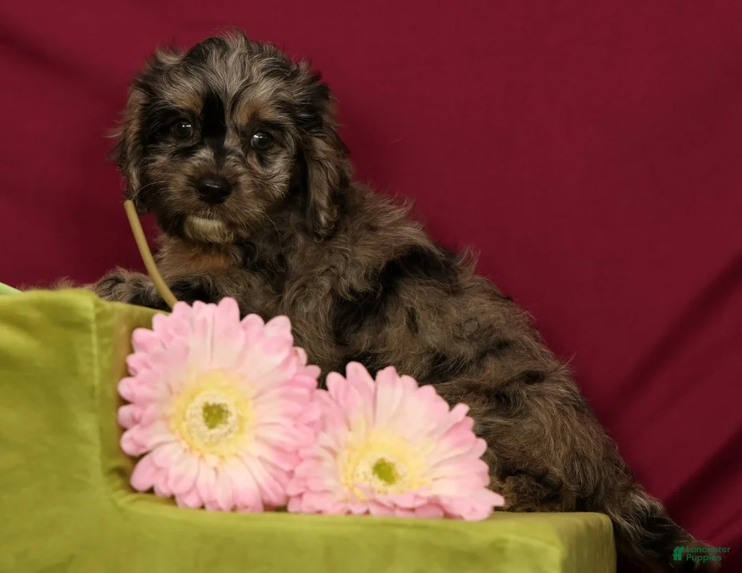 Cavapoo dogs for sale: Sage - Ad 2