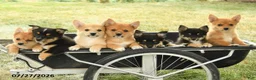 Mixed Breed dogs for sale: Shannon - Ad 3