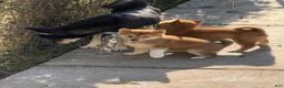 Shiba Inu dogs for sale: Shiba Inu 2 - Ad 4