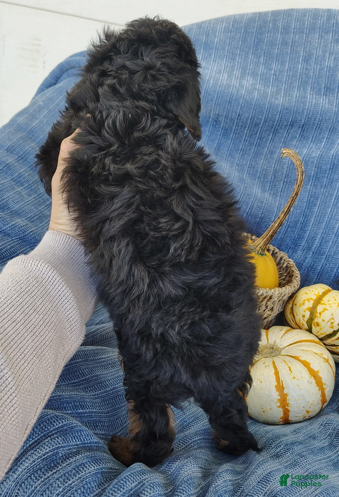Mixed Breed dogs for sale: Smokey  - Ad 8