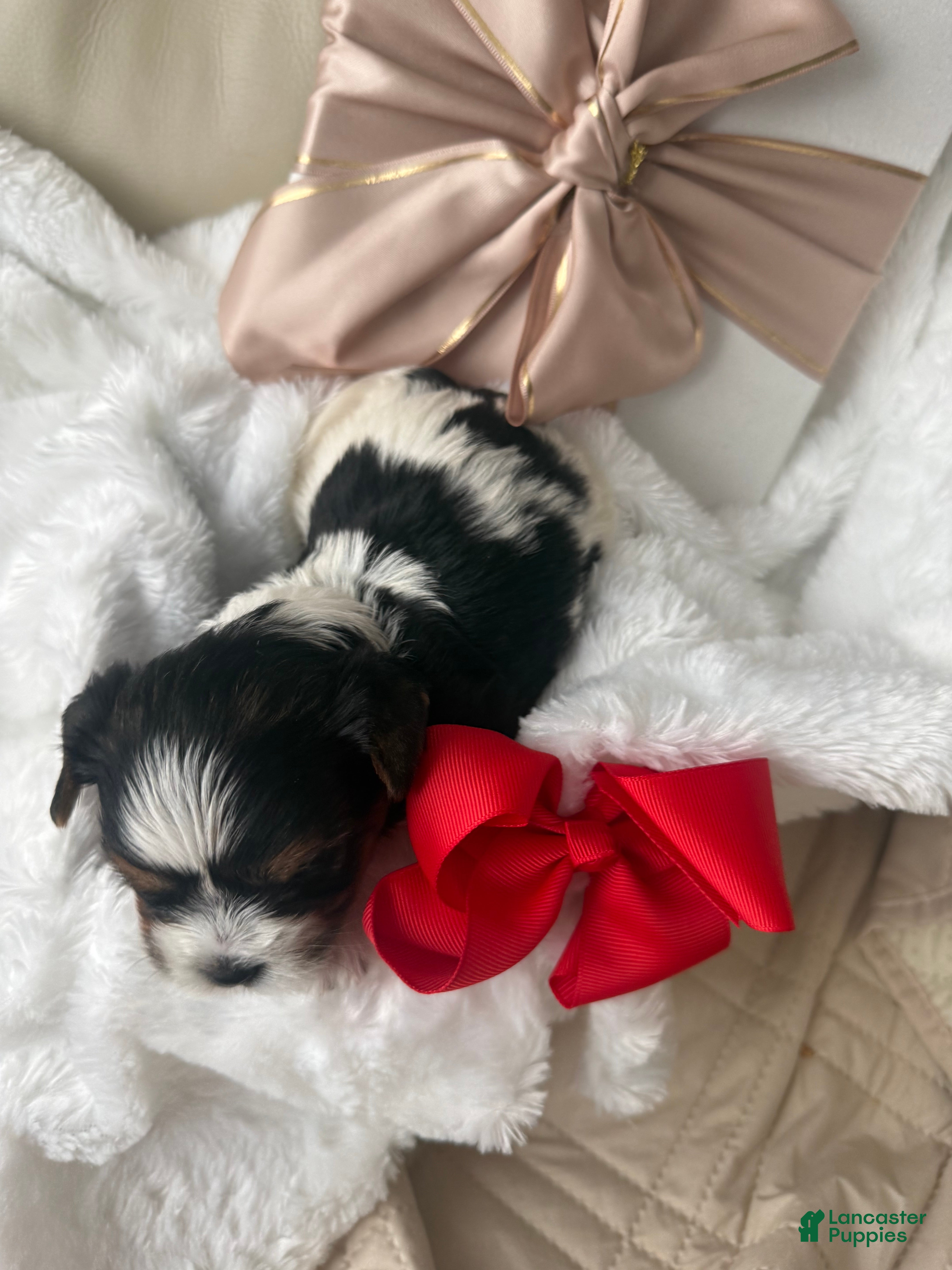 Biewer Terrier dogs Penny - Ad 2