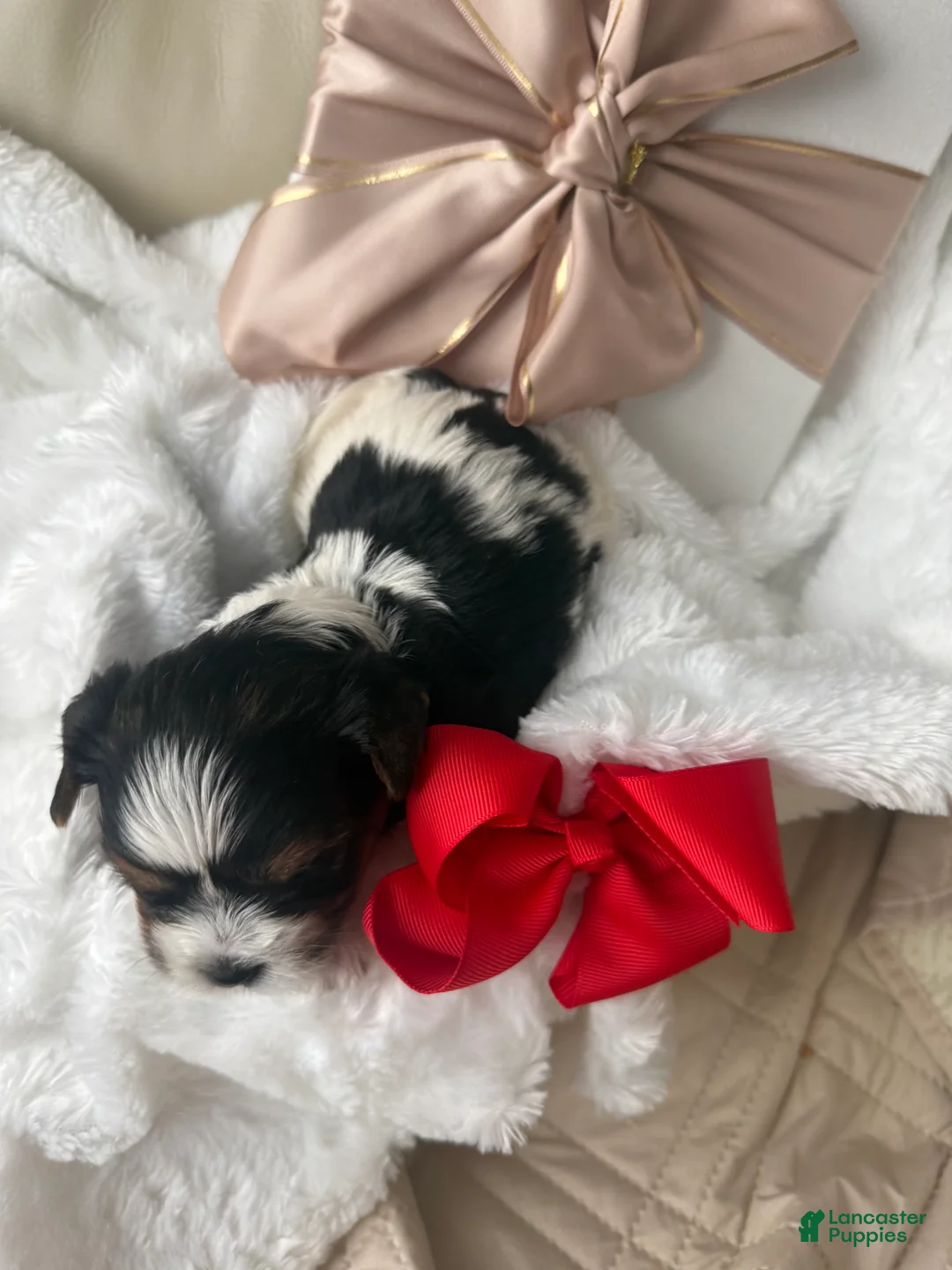 Biewer Terrier dogs for sale: Penny - Ad 2