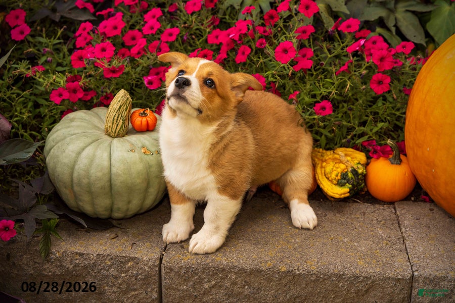 Welsh Corgi Pembroke dogs Tramp - Ad 1