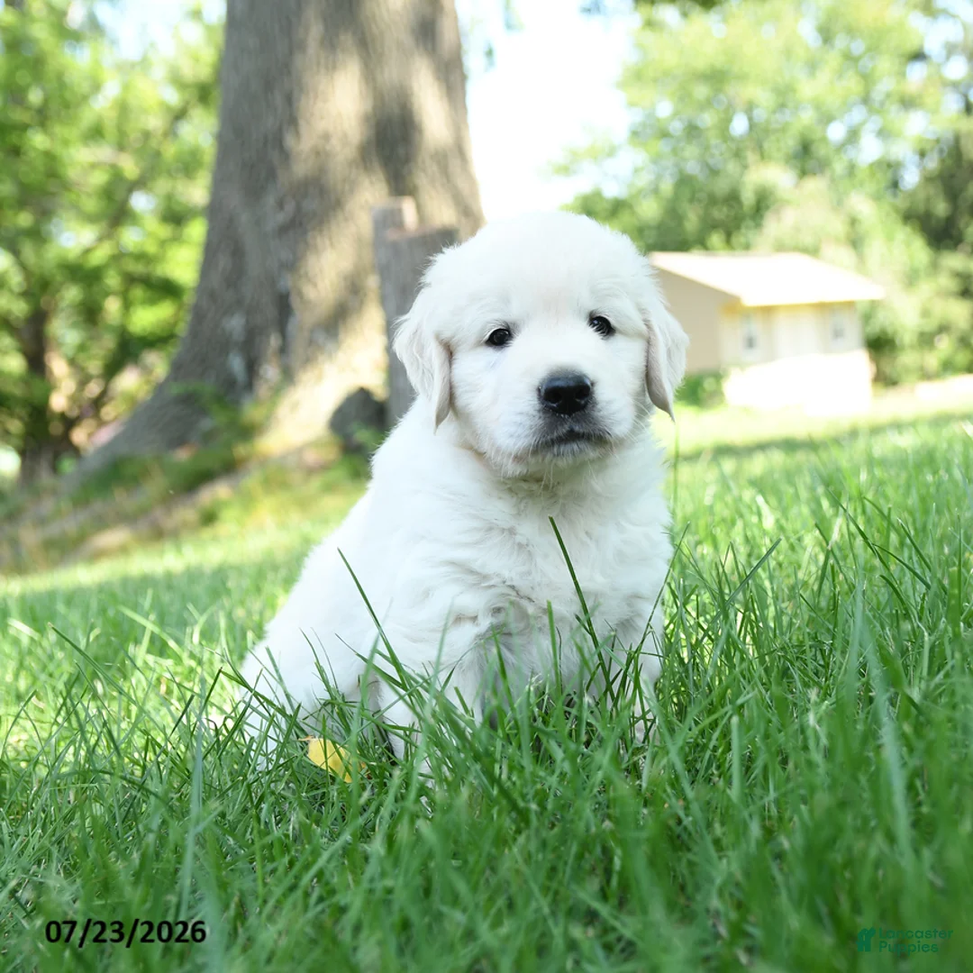 Golden Retriever dogs for sale: Fergison - Ad 1