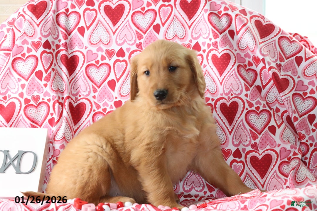 Golden Retriever dogs for sale: Radley - Ad 3