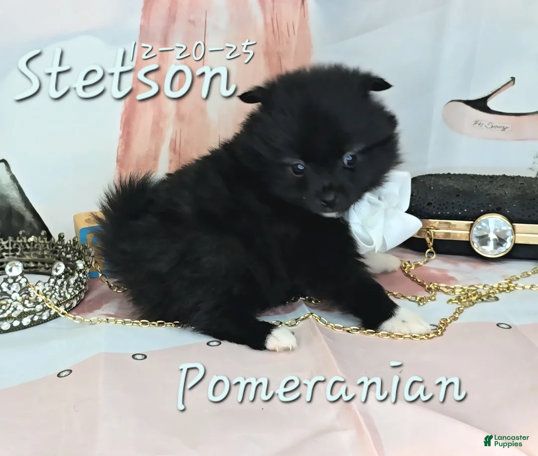 Pomeranian dogs for sale: Pomeranian Puppy 3 - Ad 6