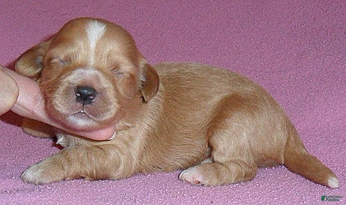 Shihpoo dogs Punkin - Ad 2