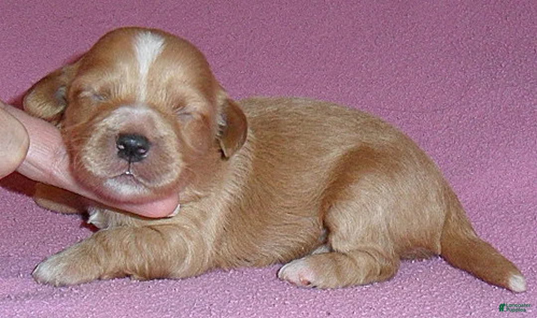 Shihpoo dogs for sale: Punkin - Ad 2