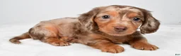 Miniature Dachshund dogs for sale: Mitchell - Ad 7