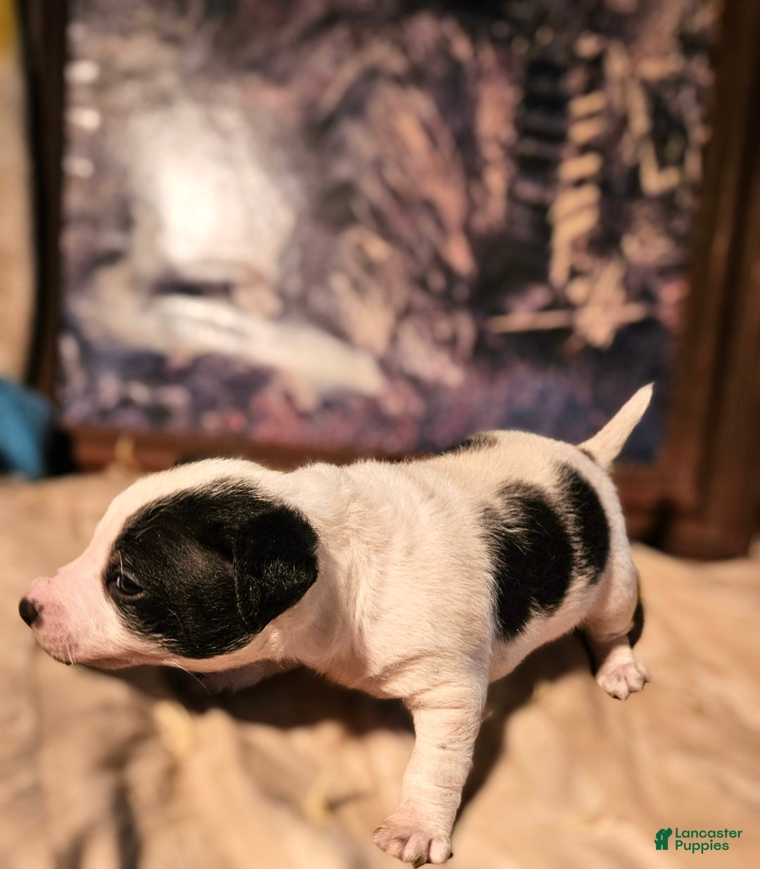 Chihuahua dogs for sale: Rocky - Ad 3