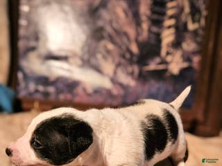 Chihuahua dogs Rocky SMALL - Ad 5